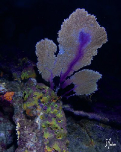 The Sugar Wreck offers a perfect spot for a night dive an... by Steven Anderson 